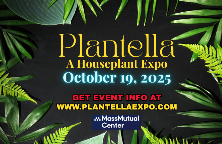 Plantella: A Houseplant Exposition